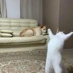 난 이제 지쳤어요 <b>땡벌</b>땡벌