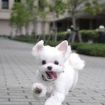 [댓글부탁해] <b>애완</b>동물 키우는 판녀들아
