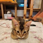 [고양이<b>영역</b>] [귀여움주의]식빵 굽는 아기 고양이
