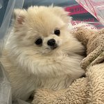 강아지가 쓰래기<b>봉투</b>에서 안나오려고 하는데