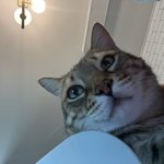 고양이 못생기게 찍는데 <b>재능</b>있는듯