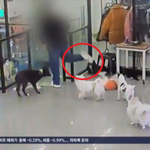 손님 반려견 밟고 내던지고…애견카페 <b>업주</b> 학대혐의 수사