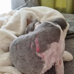 고양이미용후 온몸에 상처,살점뜯겨짐