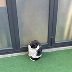 고양이가 <b>우아</b>하게앉아있는자세가