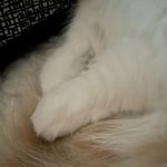 주인님 발