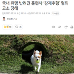 성추행 고소당한 반려견 훈련사 강형욱 아니래