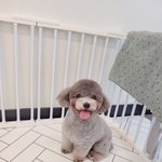 실푸 꽃순이 미용해써요