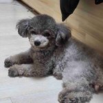 토이실<b>푸</b> 꽃순이 왔어요