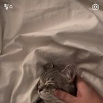[군대] 남준이 <b>고양이</b> <b>릴스</b>에 하트 눌렀대
