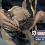 [이것좀봐줘] 아직 아기인 프렌치<b>불독</b>을 케이지 통째로 버리는 무개념