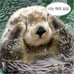 방금 <b>비둘기</b>가 길에서 자는거 봤음