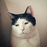 우울한 눈매로 <b>시선</b> 사로잡은 고양이