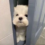 [댓글부탁해] 해쭈 아는사람 있음?