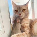 고양이와 쥐의 특별한 <b>우정</b>