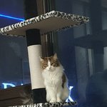 슬기로운 임보생활13[유기묘 임시보호하기]