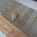 [군대] ㅅㄷ 오늘 <b>완전</b> 애기고양이봄