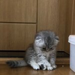 우리<b>집</b> <b>아기</b>고양이 ㅈㄴ 귀여우데?