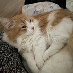 고양이 <b>자랑</b> 대회 ㄱㄱ