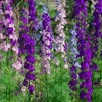 [19] ㄷㅂ 피우고 싶은 사람이 봤으면 하는 ㄷㅂ 후기