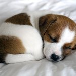 트와이스 <b>정연이</b>가 살빠진이유.jpg