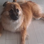 [멍멍이] 울<b>애기</b> 올려봄...
