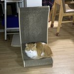 덩어리 자랑 <b>대회</b> ㄱㄱㄱ