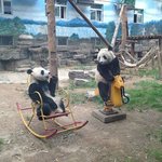 너네가 사람이니 <b>동물</b>이니
