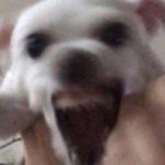 <b>파피</b>파피파파피파피파피럽럽︎❤️