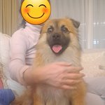 [멈머] 너무 <b>전형</b>적인 개같이 생긴거 아니야..