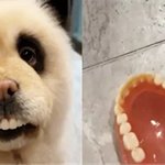 할머니 틀니 훔친 <b>범인</b>이..