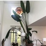 실내에선 키우기 힘들 것 같은 <b>식물</b>