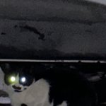 고양이 키우는 사람??????