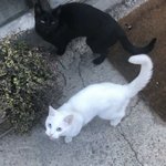 [댓글부탁해] 나 아이폰 se시켜따❤️❤️