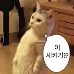 나 <b>개눈</b> 렌즈 탈출 좀 시켜주셈 ㄹㅇ