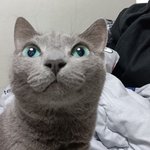 [귀여운<b>동물</b>] 다들 고양이 자랑하고가