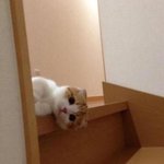 <b>코피</b> 묵고