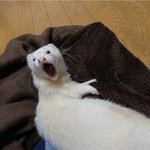 [드루와] 우리쌤<b>개지</b>림 ㅠㅠ