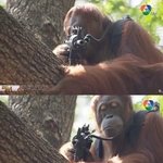 [댓글부탁해] <b>enfp</b>도 두가지 유형있는거같음