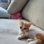 우리집고양이<b>보리</b>