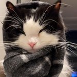 [고양이] 내가 요즘 보는 고양이 인스타계정 보고가 (너네도 소개해줘)