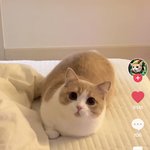 틱톡 이 <b>고양</b>이 진짜 개귀엽네