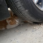 [댓글부탁해] <b>두더지</b> 괴롭히는 길고양이 귀엽다 추반