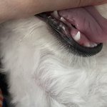 애견샵에서 강아지혀가 잘림