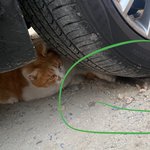 [댓글부탁해] <b>고앵이</b>가 두더쥐 개롭피는거같애? 동그라미친게 두더쥐