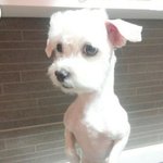 [드루와] 근데 최혜정역 배우님은