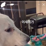 [어떻게생각] 엥 강아지 <b>케이크</b> 먹어도돼..;;??