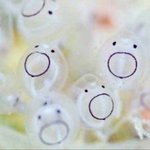 김태래 아기<b>멍게</b>닮음