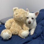 [댓글부탁해] 이 사진 프사로 어때 우리<b>집</b> 갱<b>얼</b>쥐임