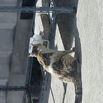 길냥이 밥 먹는중