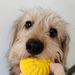 [귀여운<b>동물</b>] 울집댕댕이들보고 힐링하세요~^^